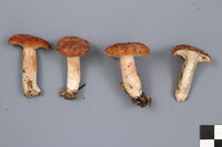 Lactarius rufus image